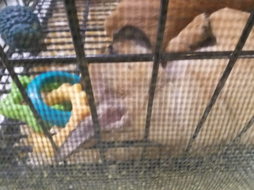 Pet Supply Store «Pet Station Jackson», reviews and photos, 1617 E Michigan Ave, Jackson, MI 49202, USA