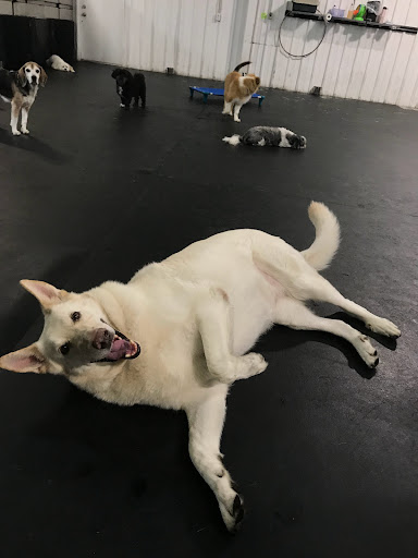 Pet Store «Happy, Clean and Smart», reviews and photos, 5700 W Kilgore Ave, Muncie, IN 47304, USA