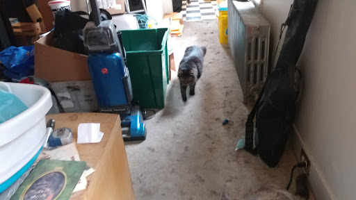 Pet Store «12th & Spring Pet Shop», reviews and photos, 1000 N 12th St, Reading, PA 19604, USA