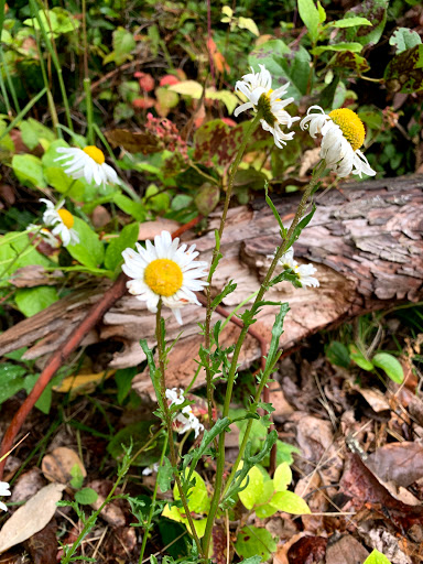 Park «Viewpoint Park», reviews and photos, 134th & NE 24th Street, Bellevue, WA 98005, USA