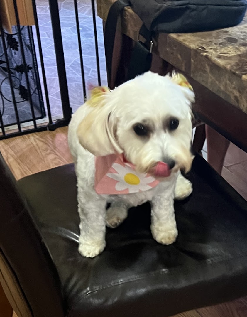 Candy K9 Pet Grooming