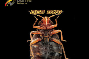 Barrie Bed Bugs .ca