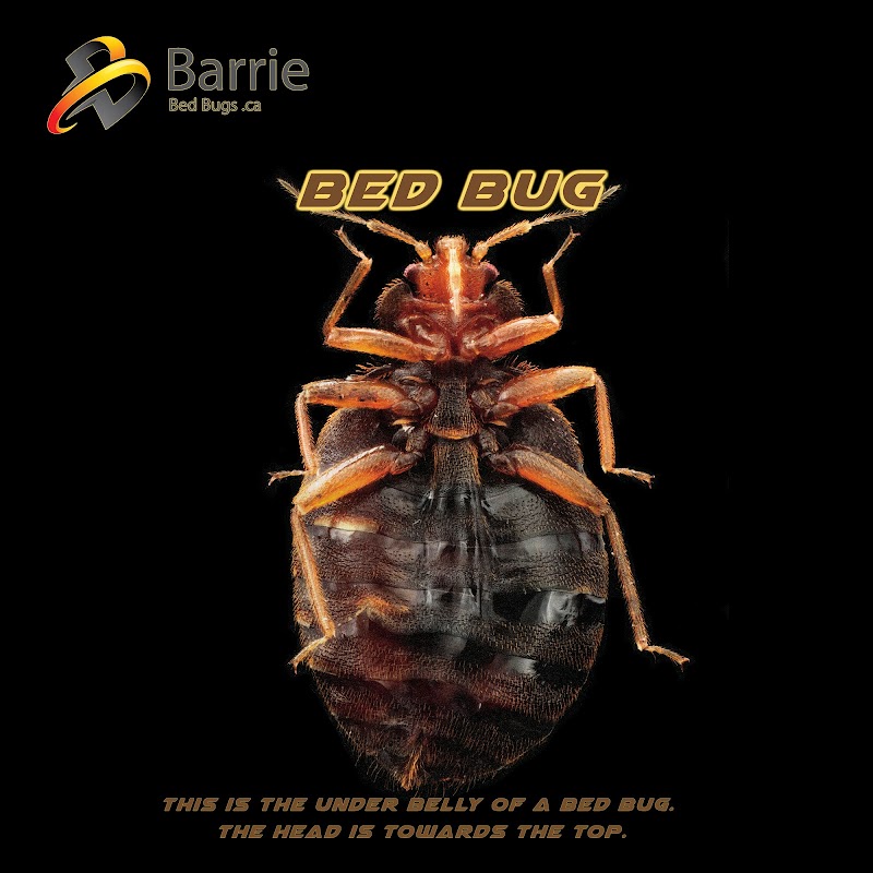 Barrie Bed Bugs .ca