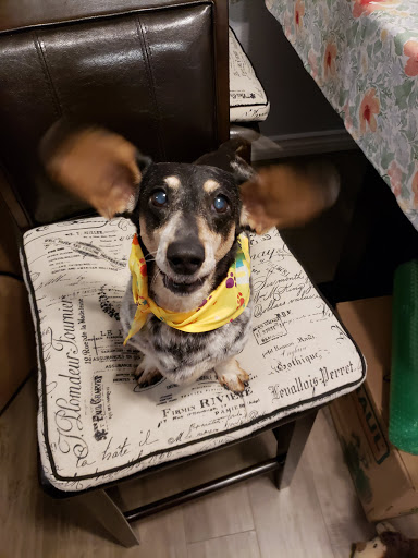 Pet Supply Store «PetSmart», reviews and photos, 12741 Towne Center Dr, Cerritos, CA 90703, USA