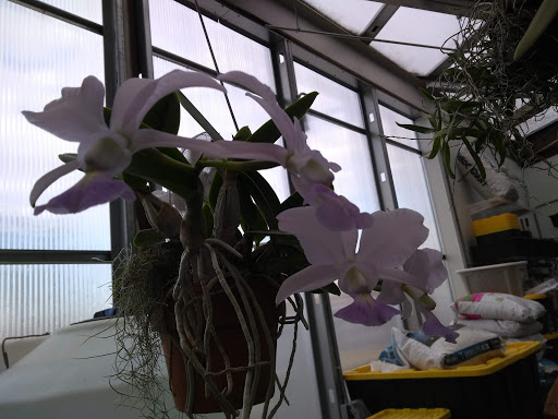 Orchid Grower «Orchid Dynasty», reviews and photos, 959 900 S, Salt Lake City, UT 84105, USA