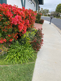 Bloom Landscape - Photo 4 - Car repair in , Long Beach