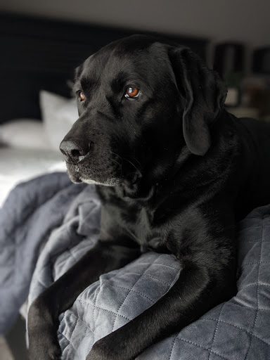 Concord Pet Foods & Supplies