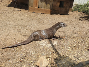 Photo n°15 de Zoo Parc des félins, les 3 Vallées à Montredon-Labessonnié ()