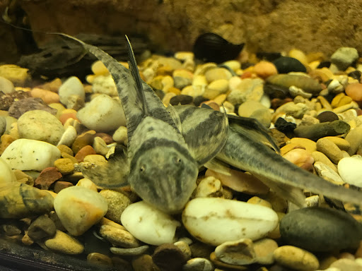 Pet Store «WorldWide Fish & Pets», reviews and photos, 61 Amity Rd, New Haven, CT 06515, USA