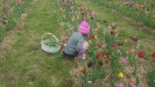 Tourist Attraction «Burnside Farms - Flower Fields», reviews and photos, 15441 Haymarket Dr, Haymarket, VA 20169, USA