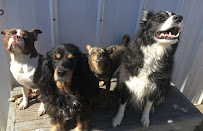 4 Paws Unleashed - Photo 5 - Car repair in Clive, IA, Des Moines