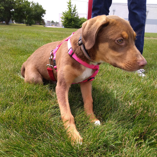 Pet Supply Store «PetSmart», reviews and photos, 3500 S Glenstone Ave, Springfield, MO 65804, USA