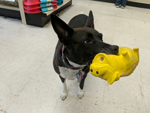 Pet Supply Store «Pet Source», reviews and photos, 476 Main St, Bolton, MA 01740, USA