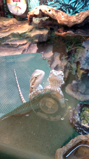 Pet Supply Store «PetSmart», reviews and photos, 2347 N Telegraph Rd, Monroe, MI 48162, USA