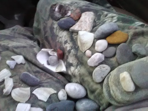 Catherine Lawton, DVM image