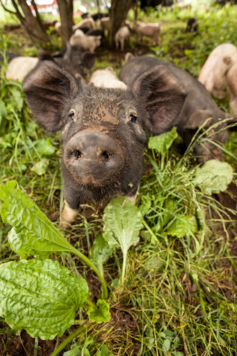 Butcher Shop «Fleishers Craft Butchery», reviews and photos, 192 5th Ave, Brooklyn, NY 11217, USA