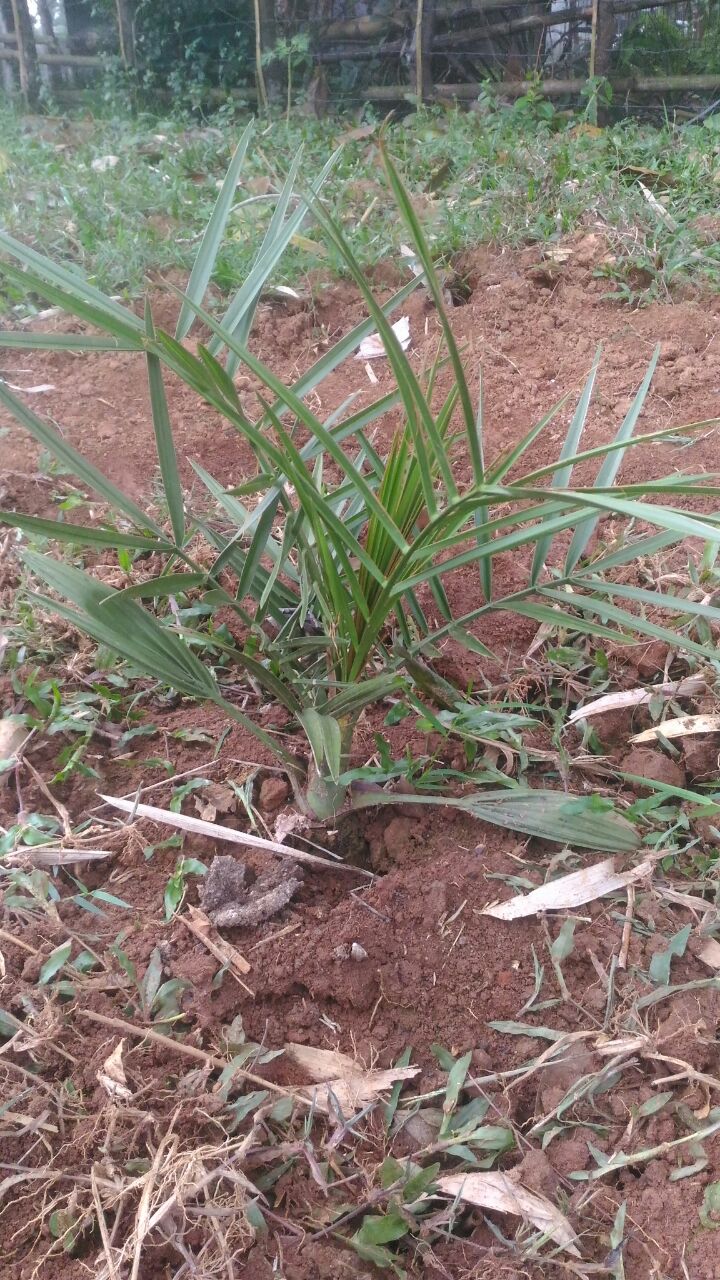 Solear Dates Farm