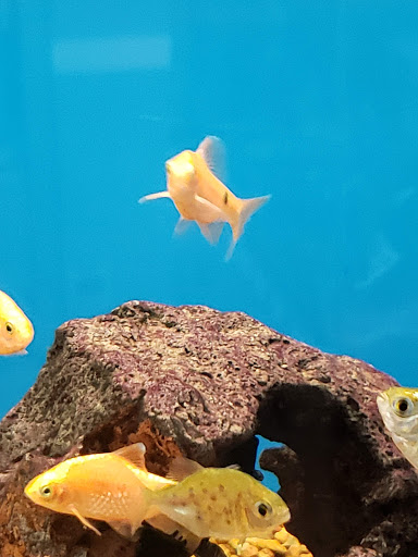 Pet Supply Store «Petco Animal Supplies», reviews and photos, 1622 Clark Street Rd, Auburn, NY 13021, USA