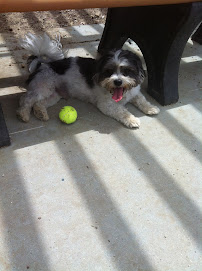 Camp Biscuits - Photo 9 - Car repair in , San Mateo
