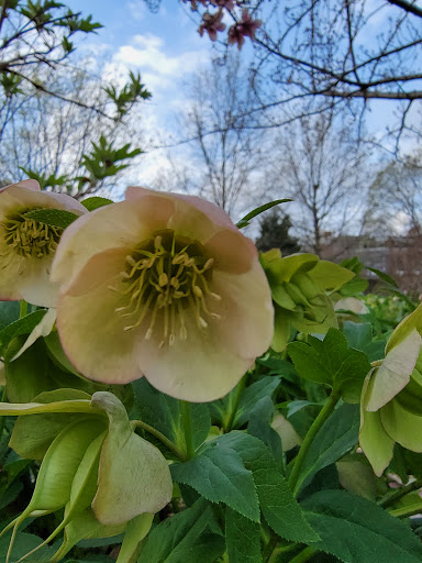 Park «Crispus Attucks Park», reviews and photos, 23 U St NW, Washington, DC 20001, USA