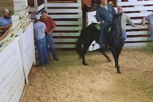 Circle SS Horse Auction image