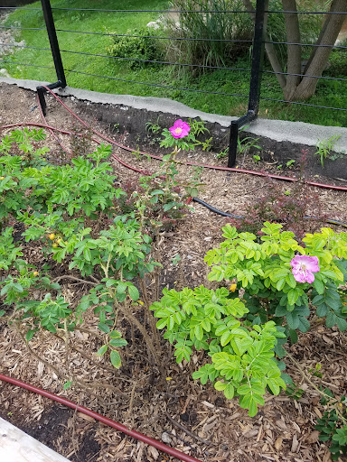 Zoo «Arctic Ring of Life», reviews and photos, 8450 W 10 Mile Rd, Royal Oak, MI 48067, USA