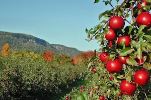 Indian Ladder Farms image