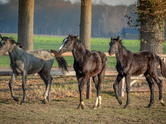 Daphne van der Schaar trainings/handelsstal