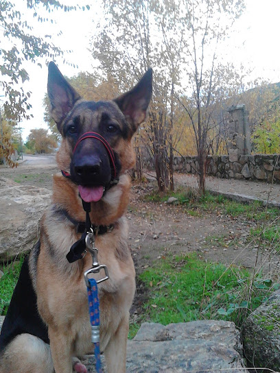 Entreno A Tu Perro en Robledo de Chavela