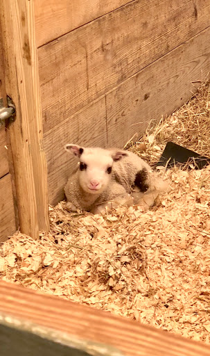 Zoo «Prospect Park Zoo», reviews and photos, 450 Flatbush Ave, Brooklyn, NY 11225, USA