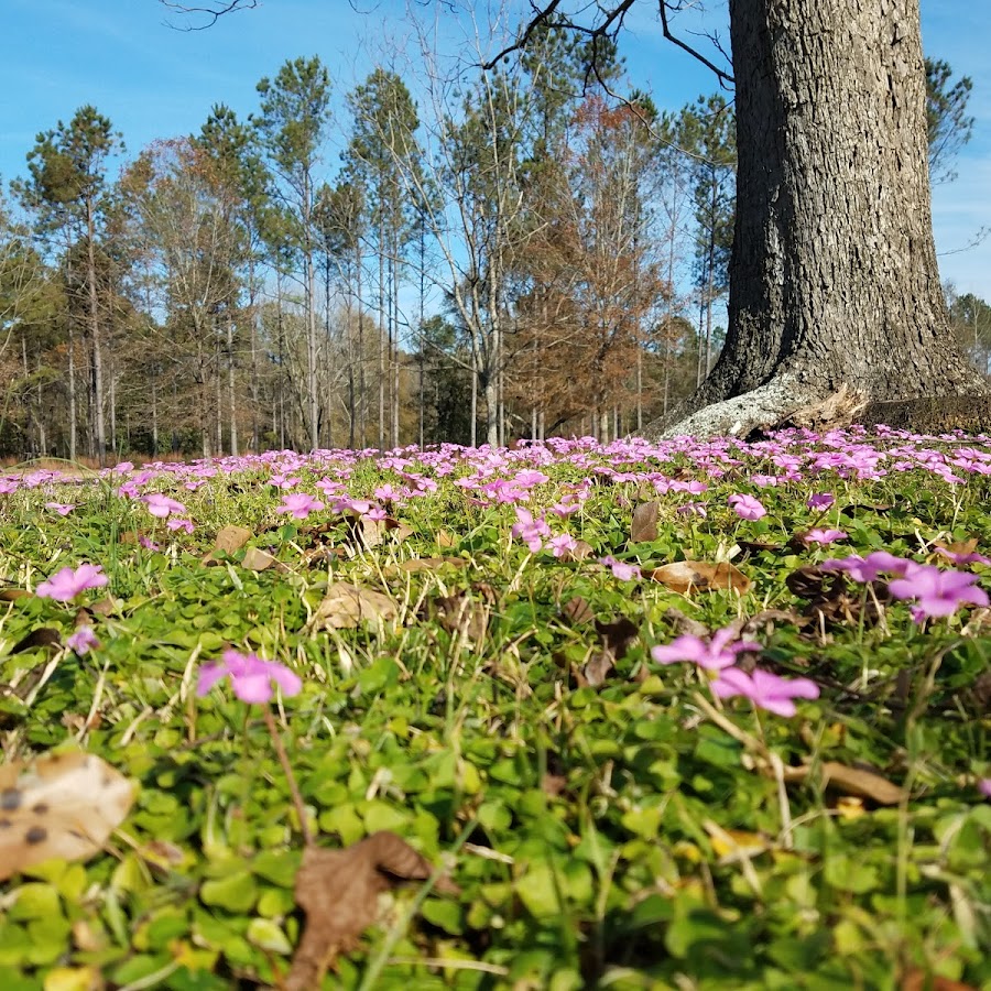 Gloster Arboretum