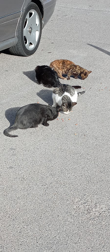 Animal Shelter «Humane Society of El Paso», reviews and photos