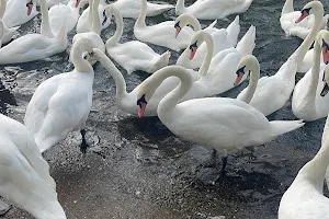 Swan & Duck Feeding Area image