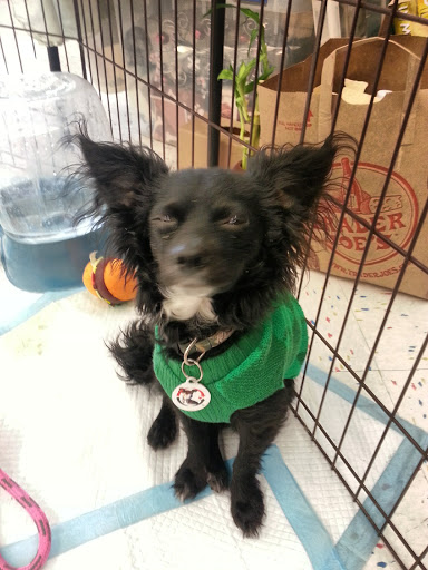 Petco Dog Training image