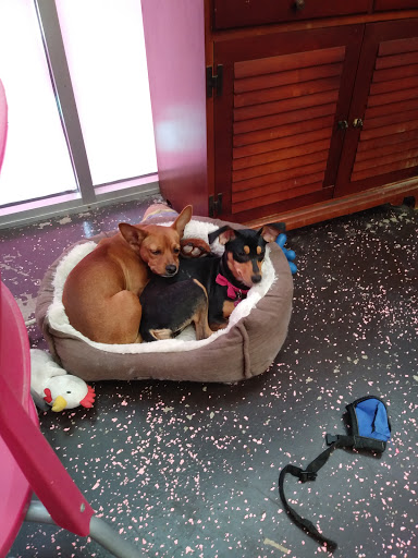 Pet Store «Woof Gang Bakery & Grooming Waco», reviews and photos, 1201 Hewitt Dr #205, Waco, TX 76712, USA