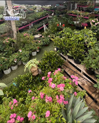 Earth Creations Landscaping - Photo 9 - Car repair in Galveston, TX, Galveston