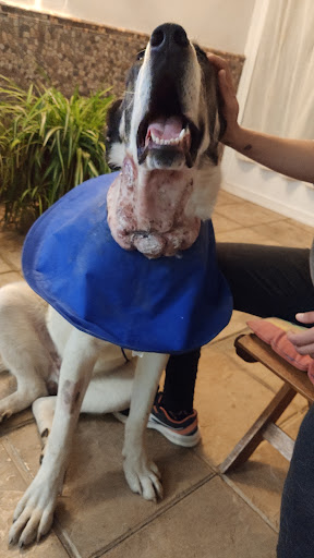 Veterinario El Encinar en Viso del Marqués