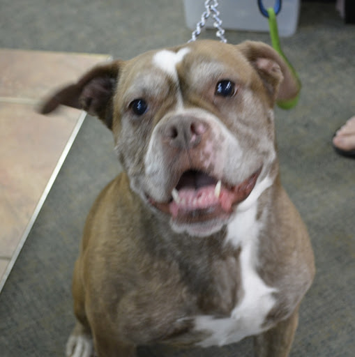 Pet Supply Store «The Natural Pet Enrichment Center», reviews and photos, 6720 Royalton Rd, North Royalton, OH 44133, USA