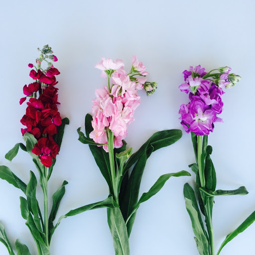 Florist «Carrollwood Florist», reviews and photos, 11745 N Dale Mabry Hwy, Tampa, FL 33618, USA