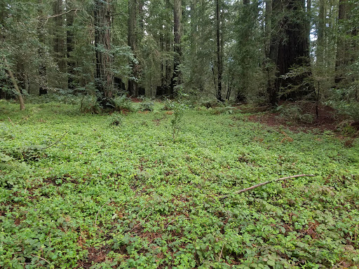 Nature Preserve «LandPaths Grove of Old Trees», reviews and photos, 17599 Fitzpatrick Ln, Occidental, CA 95465, USA