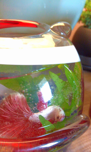 Pet Supply Store «Petco Animal Supplies», reviews and photos, 200 Triangle Shopping Center #230, Longview, WA 98632, USA