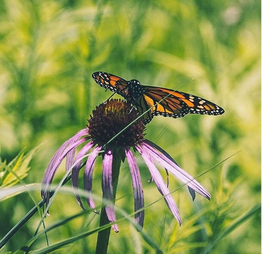 Art Gallery «Vertical Gallery», reviews and photos, 1016 N Western Ave, Chicago, IL 60622, USA