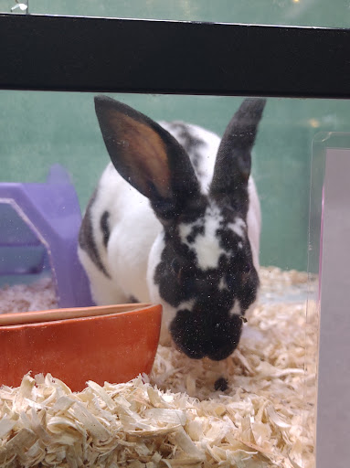 Pet Store «Critter Cabana - Wilsonville», reviews and photos, 8406 SW Main St #200, Wilsonville, OR 97070, USA