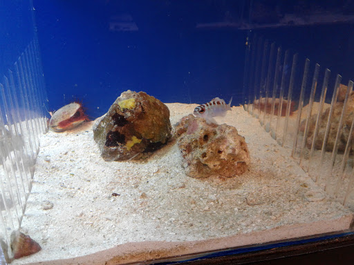 Pet Store «Aqua-Holics», reviews and photos, 2154 Central Florida Pkwy, Orlando, FL 32837, USA