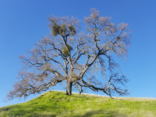 Park «Las Trampas Regional Wilderness», reviews and photos, 18012 Bollinger Canyon Rd, San Ramon, CA 94583, USA