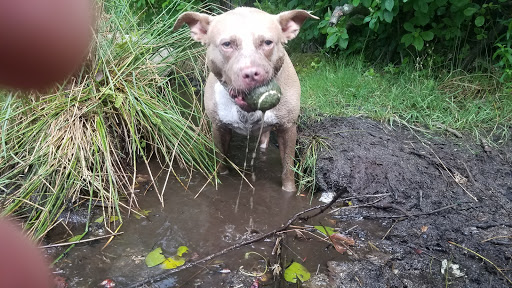 Hiking Area «Stony Brook Reservation», reviews and photos, Turtle Pond Pkwy, Hyde Park, MA 02136, USA