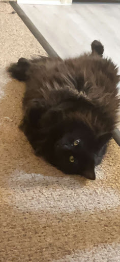 Tobacco Shop «Northern Lights 2», reviews and photos, 270 Enfield St, Enfield, CT 06082, USA