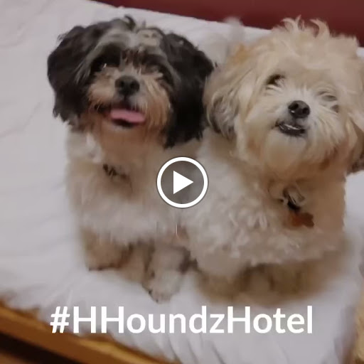 Pet Groomer «Hollywood Houndz Boutique, Spa & Hotel», reviews and photos, 4243 W Lake Mary Blvd, Lake Mary, FL 32746, USA