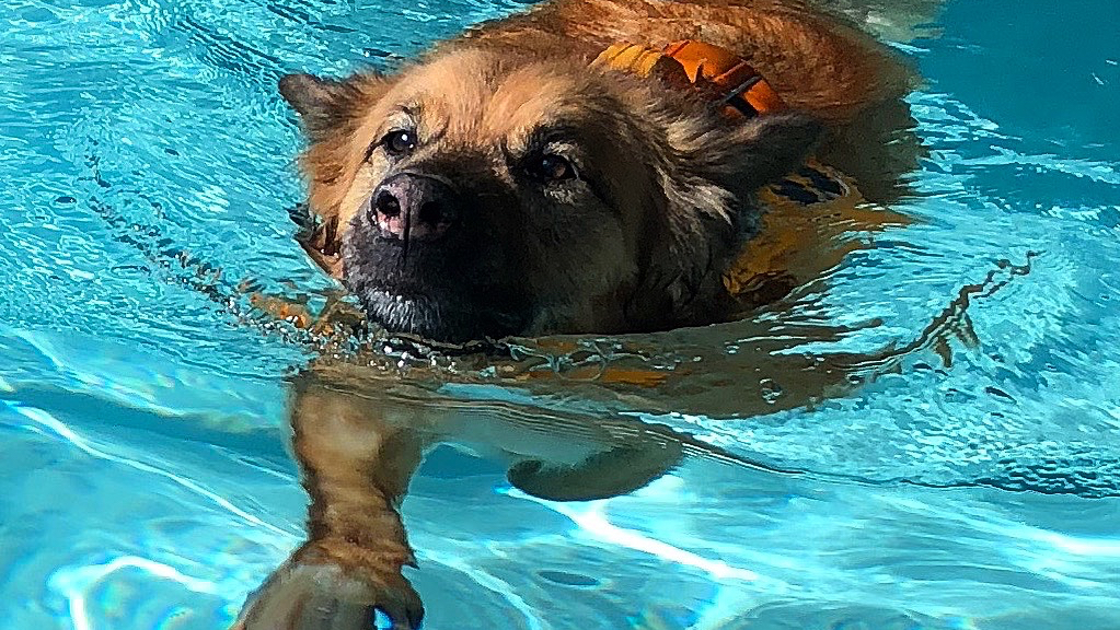 Aqua Dog, Inc.
