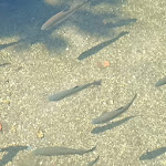 Photo n°4 de l'avis de Jafar.e fait le 07/08/2023 à 22:39 sur le  Truticultura do Aguincho à Alvoco da Serra